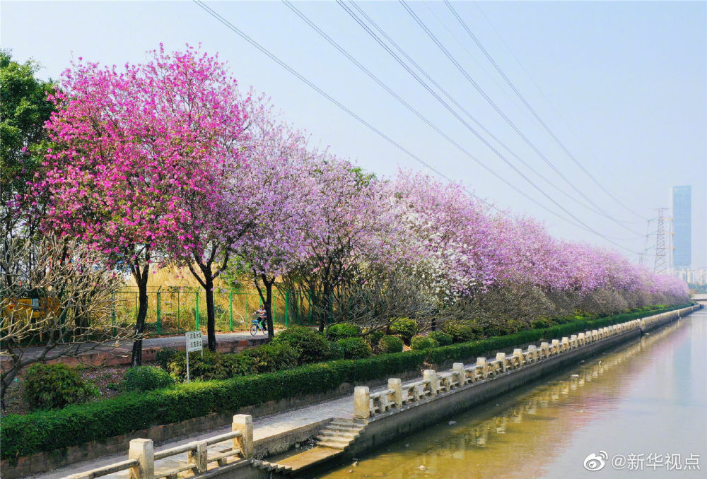 満開を迎えた広州のバウヒニア、まさに春・爛・漫！　広東省
