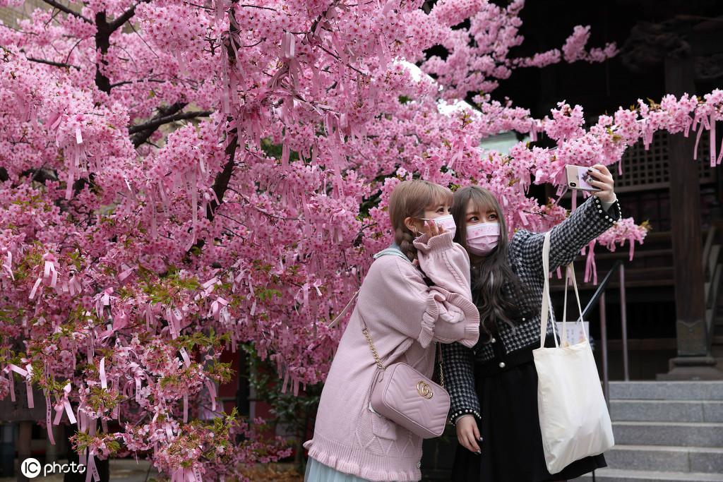 東京で、満開となった早咲きの桜の下で記念写真を撮る市民。（写真著作権は東方ICが所有のため転載禁止）
