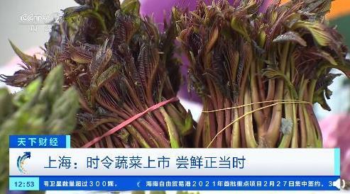 春野菜の季節到来！上海の「香椿」、売値は500グラム約1500円