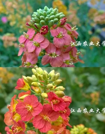 江西省の大学が開発した38色の花を咲かせる菜の花が見頃に