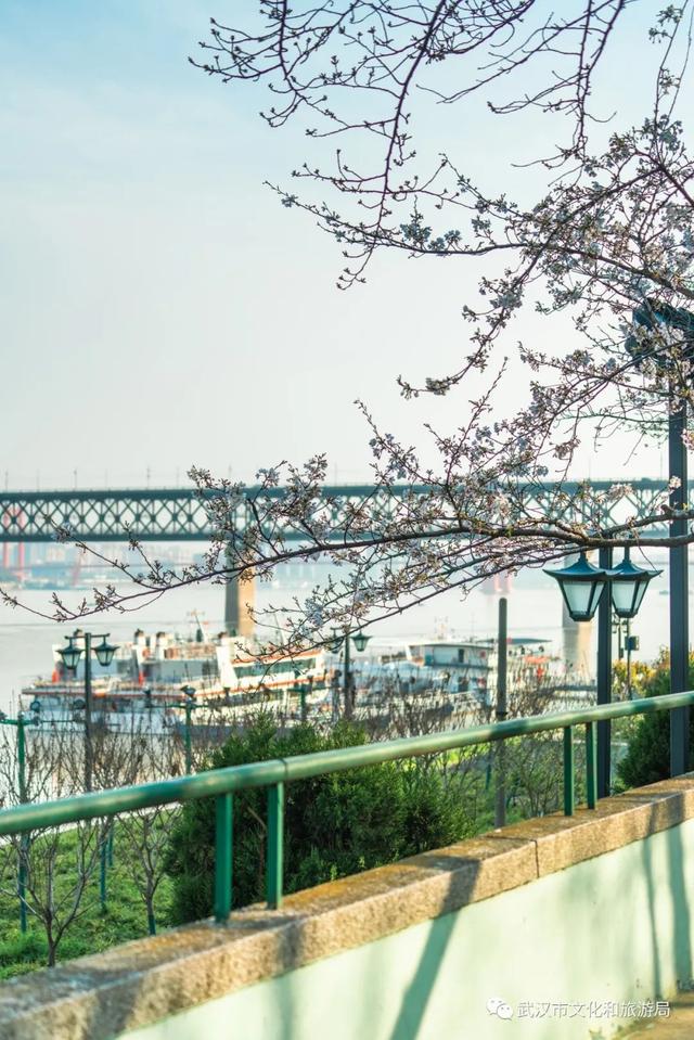 今春は「花見に来て」と中国全土に呼びかける武漢　湖北省