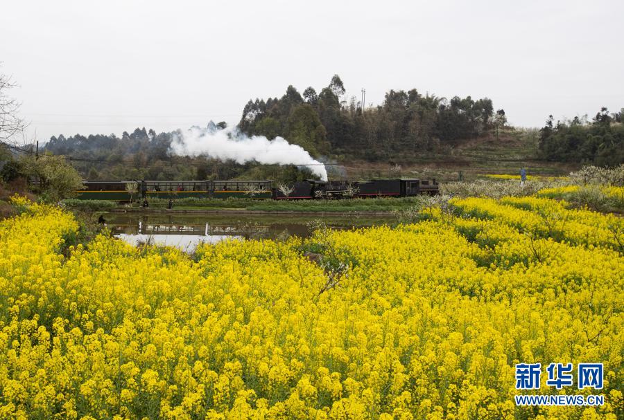 3月2日、菜子壩近くの花畑を通過する嘉陽の蒸気機関車（撮影・江宏景）。