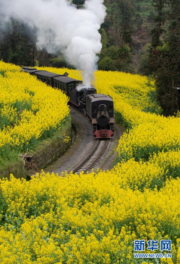 蒸気機関車に乗って、花畑を駆け抜けよう！　四川省
