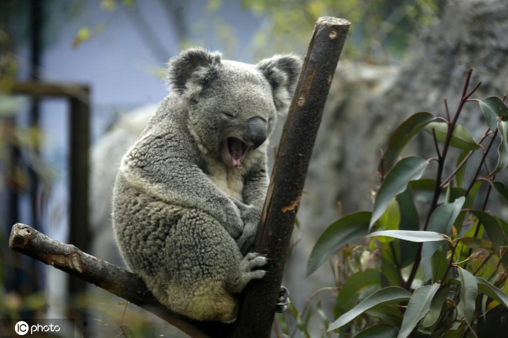 3月3日、南京紅山森林動物園で大あくびするコアラ（写真著作権は東方ICが所有のため転載禁止）。
