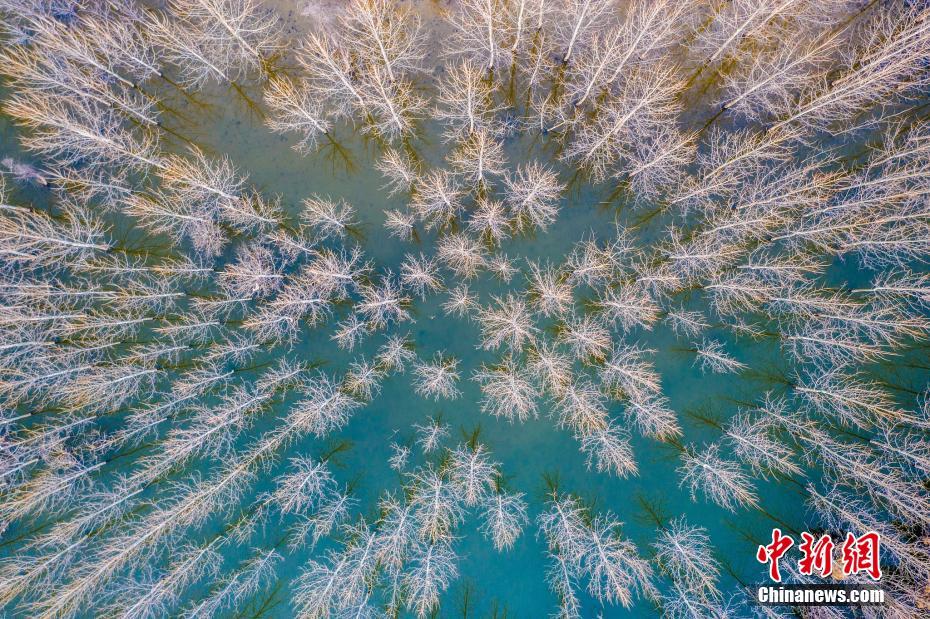 上空から撮影した山東省青島の生態苗畑