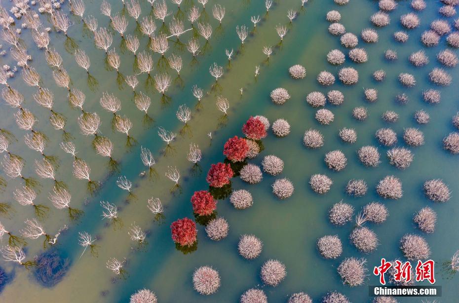 上空から撮影した山東省青島の生態苗畑（写真著作権はCFP視覚中国が所有のため転載禁止）。