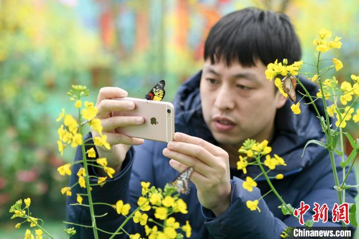 菜の花畑とチョウを堪能できるイベント開催　湖南省平江