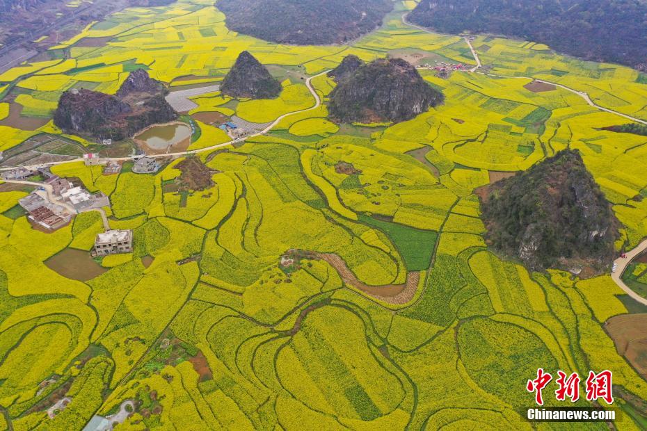春色のカーペット！上空から撮影した広大な菜の花畑　貴州省六枝