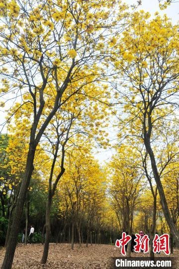 目の覚めるような鮮やかな黄色の花・キバナノウゼンが満開に　福建省福州