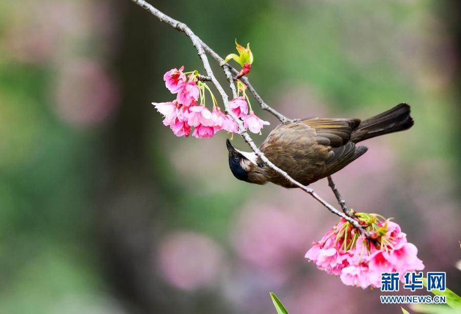3月9日、貴州省貴陽市雲岩区のある団地に咲く桜の花にとまる小鳥（撮影・楊文斌）。