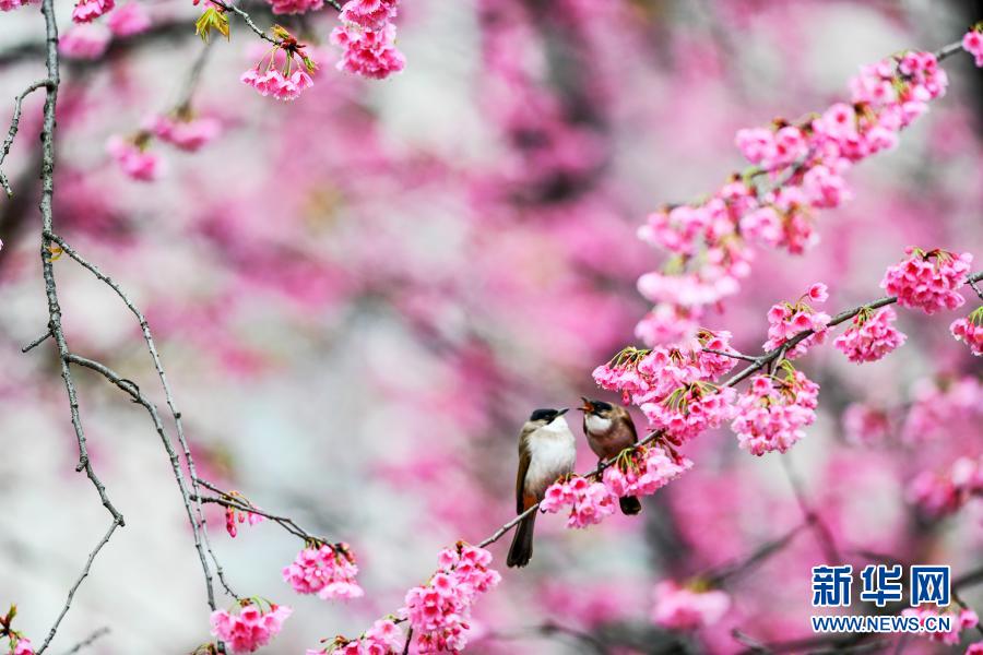 鳥がさえずり、桜が咲きほこる春のムード満載に　貴州省貴陽