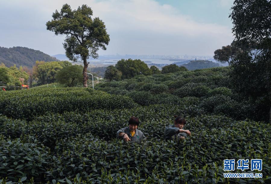 杭州・西湖で竜井茶の茶摘みがスタート