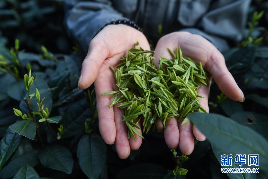 杭州・西湖で竜井茶の茶摘みがスタート