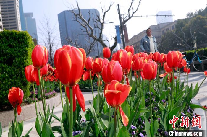 春爛漫！美しく咲き誇る数万本のチューリップ　上海