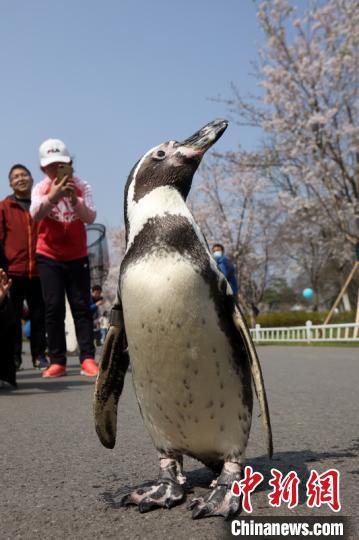 ペンギン2匹が「花見遠足」に！　江蘇省南京
