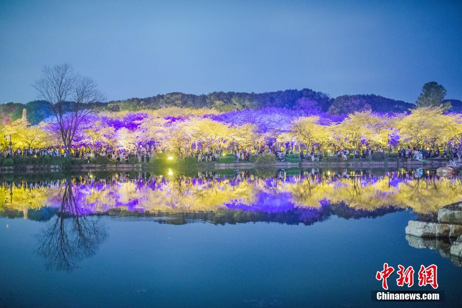 東湖桜花園の夜桜ライトアップ　湖北省武漢