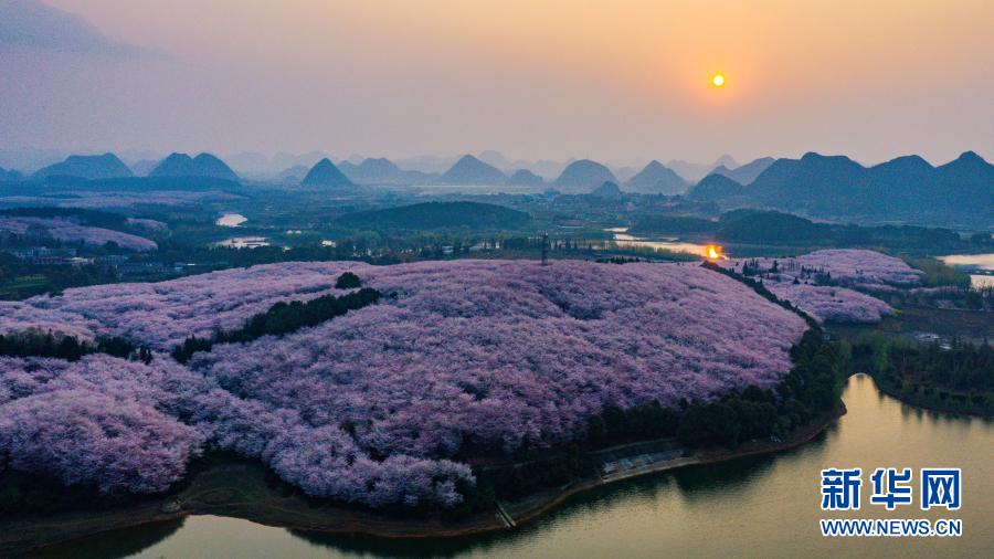 桜満開の春景色　貴州省貴安新区