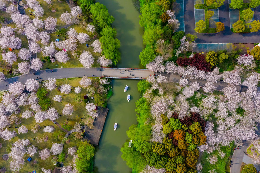 桜が次々と満開を迎えている上海顧村公園（写真著作権はCFP視覚中国が所有のため転載禁止）。