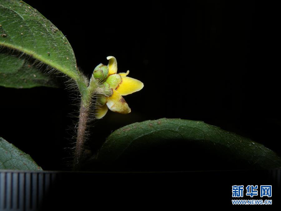 「雲南管蕊茶」中国で管蕊茶の新種を初発見、その数わずか30株ほど　雲南省