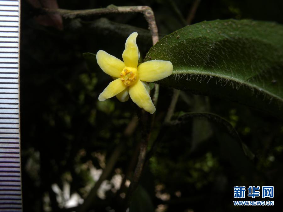 「雲南管蕊茶」中国で管蕊茶の新種を初発見、その数わずか30株ほど　雲南省