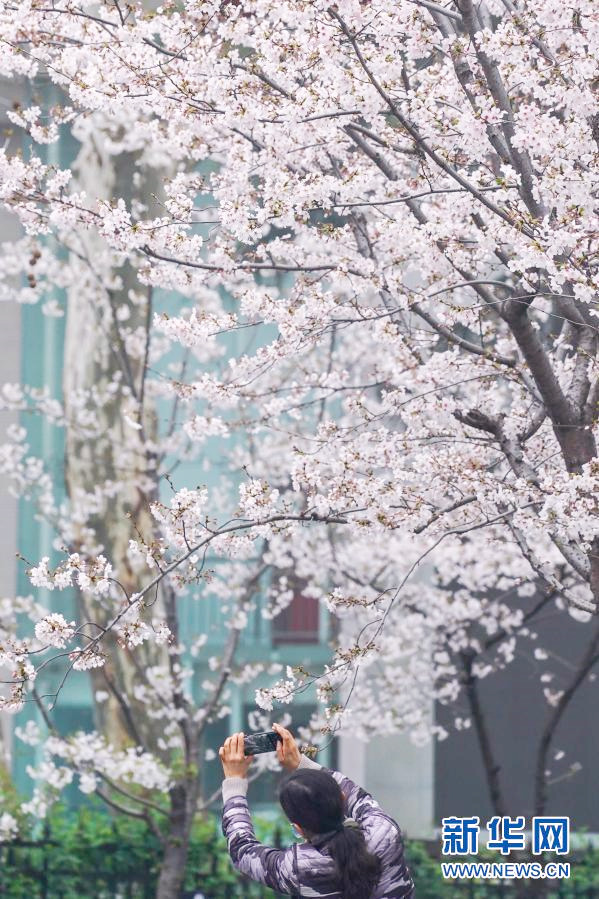 鶏鳴寺路の桜並木が満開に　江蘇省南京市