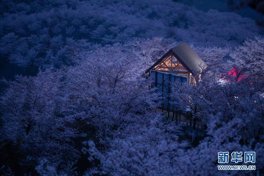 郷村振興を促す美しい桜の景色　貴州省安順