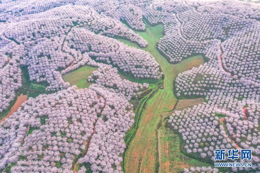 郷村振興を促す美しい桜の景色　貴州省安順