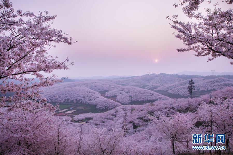 郷村振興を促す美しい桜の景色　貴州省安順