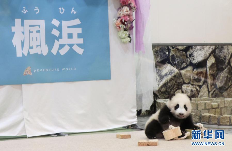 和歌山白浜で昨年生まれた赤ちゃんパンダの名前は「楓浜」に決定