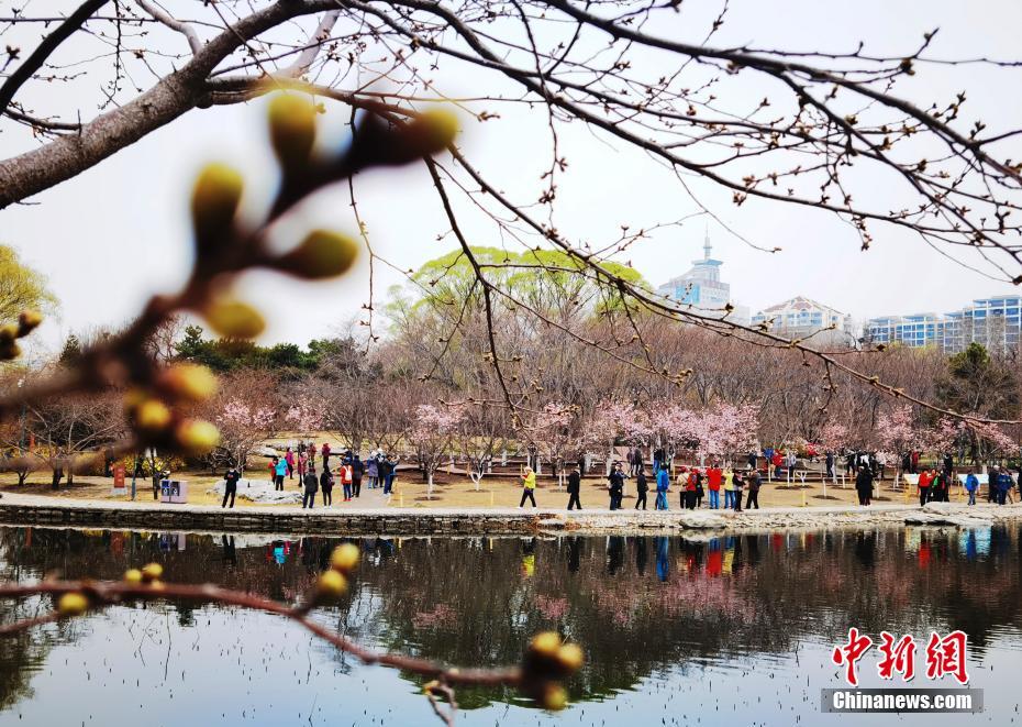 北京玉淵潭公園で桜文化イベントスタート