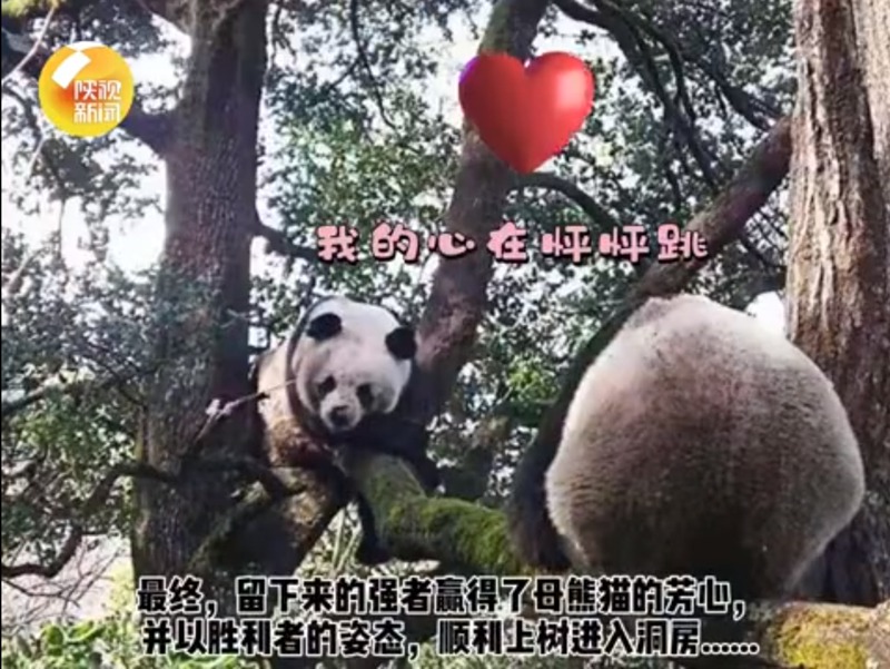 「愛の巣」は木の上！秦嶺地域のパンダ　陝西省