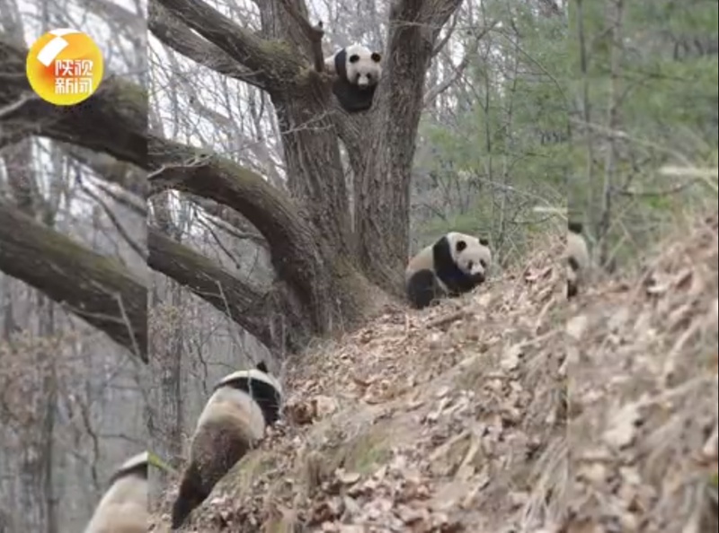 「愛の巣」は木の上！秦嶺地域のパンダ　陝西省