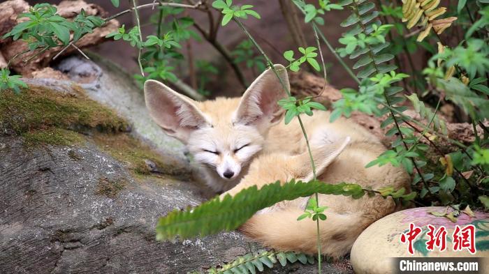 世界睡眠デーに動物たちの可愛い寝姿で癒されよう！
