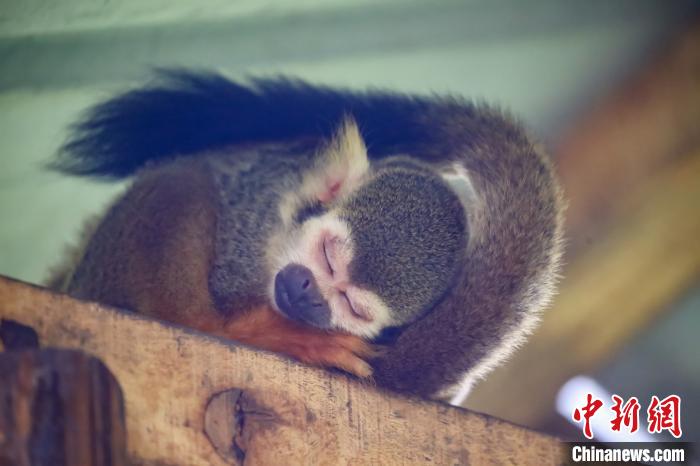 世界睡眠デーに動物たちの可愛い寝姿で癒されよう！