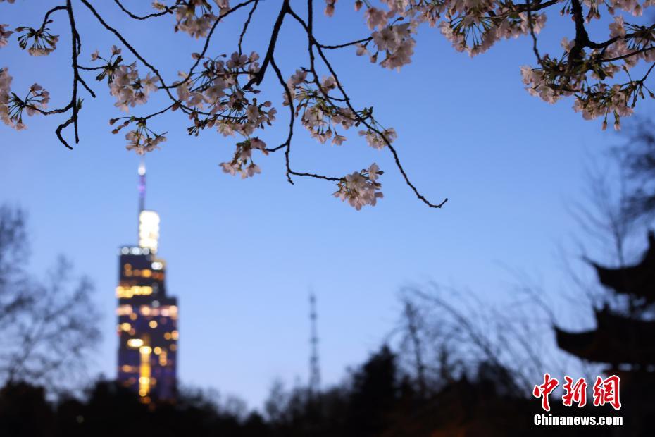 南京の街を飾る「夜桜」、春の夜景楽しむ人々