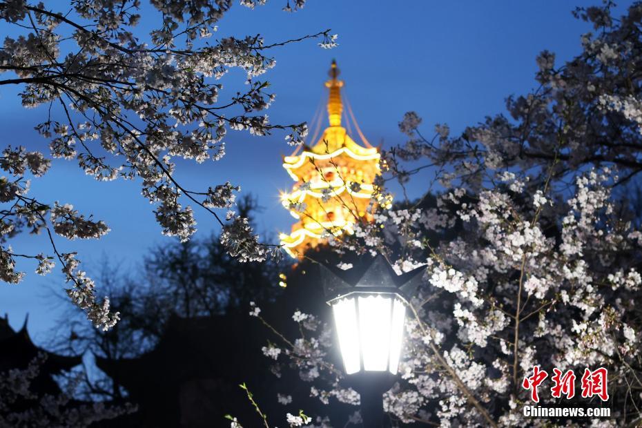 南京の街を飾る「夜桜」、春の夜景楽しむ人々