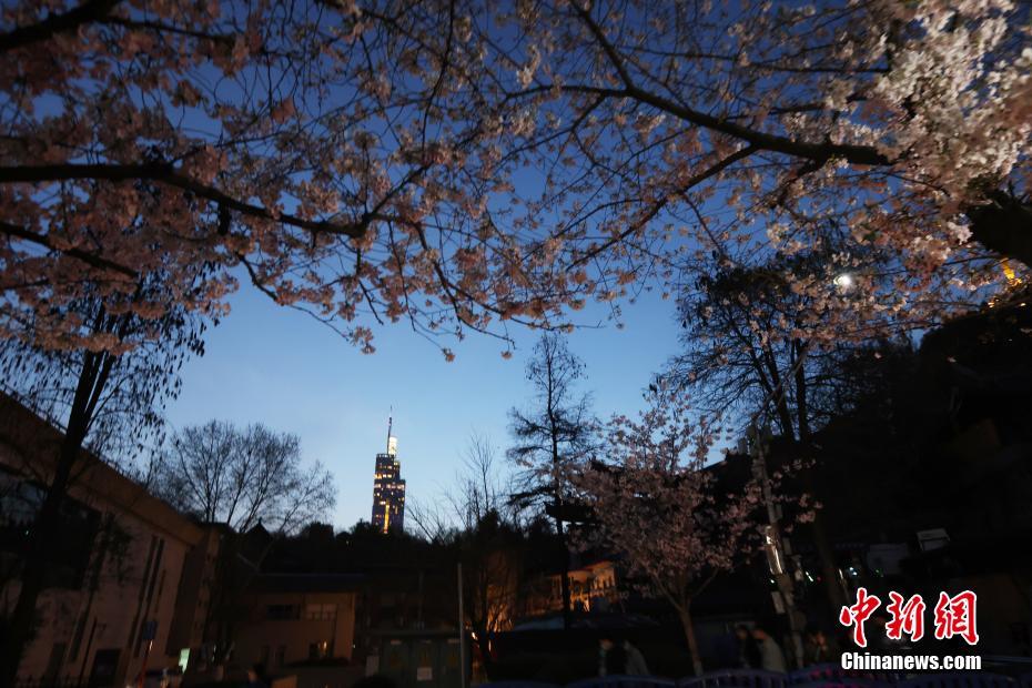 南京の街を飾る「夜桜」、春の夜景楽しむ人々