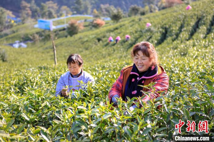 浙江安吉白茶、22日から茶摘み開始