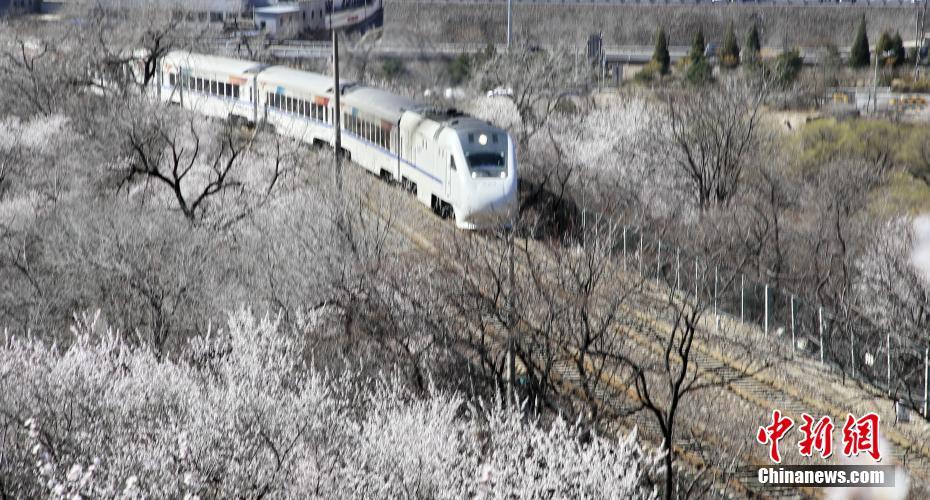 北京居庸関の「花の海」を走り抜ける高速鉄道・和諧号