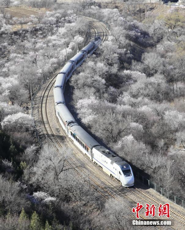 北京居庸関の「花の海」を走り抜ける高速鉄道・和諧号