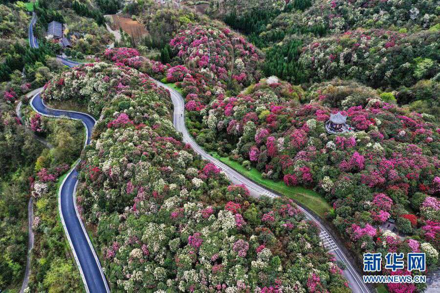 貴州省百里杜鵑のツツジが満開になりピンクの花畑広がる