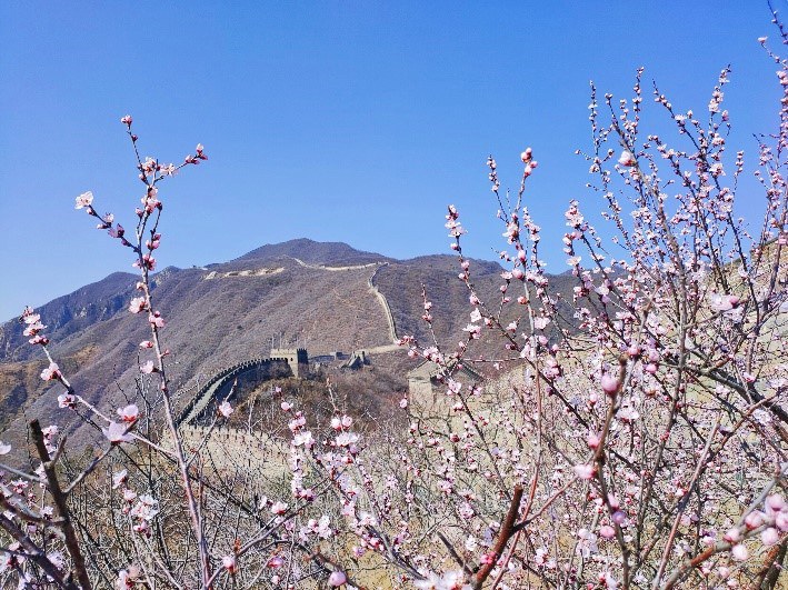 花咲く季節が訪れた慕田峪長城　北京