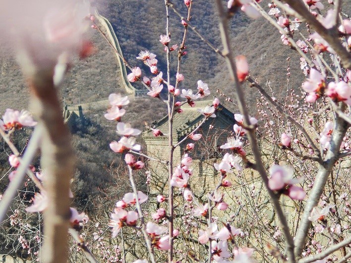 花咲く季節が訪れた慕田峪長城　北京