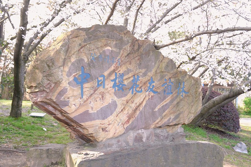 満開迎えた「中日友好の証」鼋頭渚の桜　江蘇省無錫