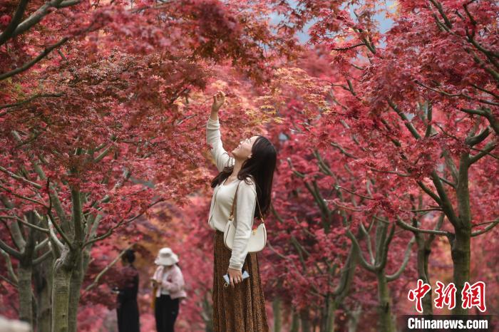 鮮やかで美しい重慶五洲園の紅楓