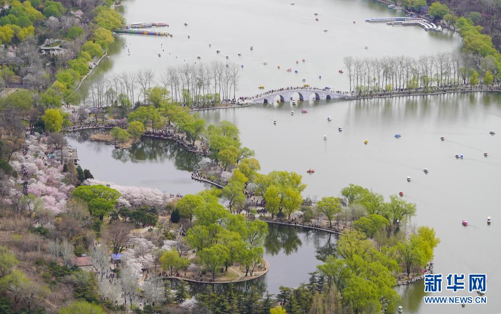 咲き誇る満開の桜に酔いしれる観光客　北京玉淵潭公園