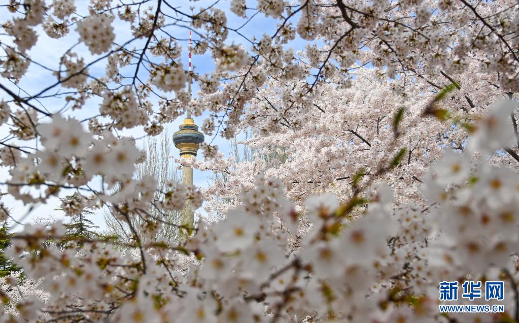 咲き誇る満開の桜に酔いしれる観光客　北京玉淵潭公園