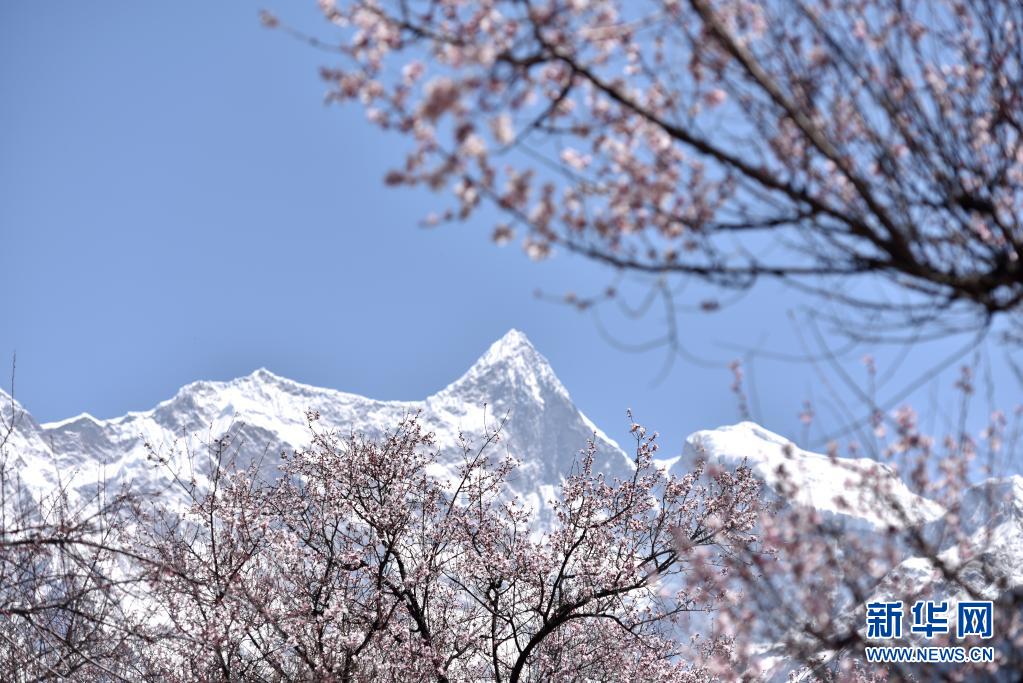 3月28日、西蔵自治区林芝市索松村のモモの花と南迦巴瓦峰（ナムチャバルワ）（撮影・孫瑞博）。