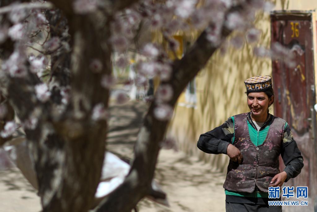 春のパミール高原、観光客を魅了する杏の花　新疆