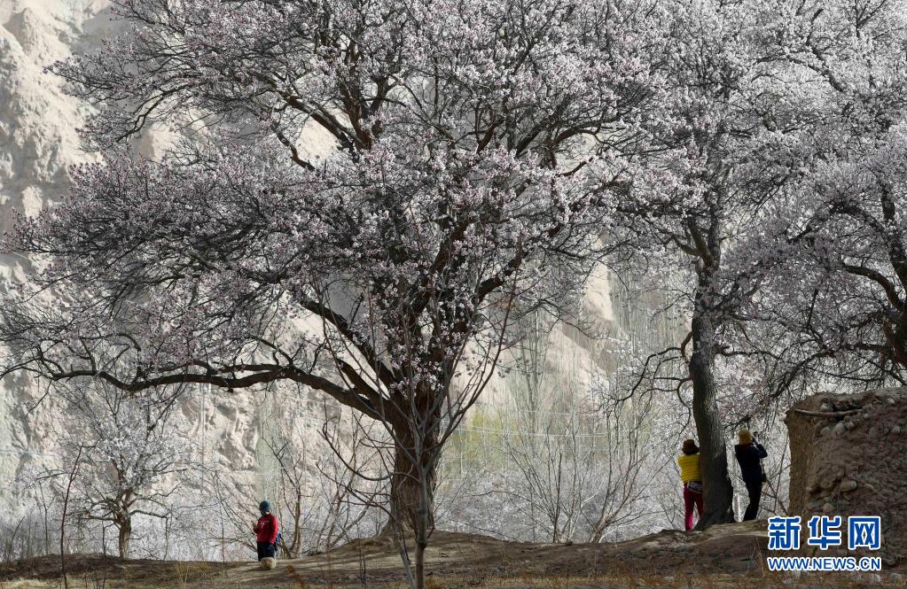 3月31日、阿克陶県塔爾塔吉克民族郷巴格艾格孜村の杏の木の下で記念写真を撮る観光客（撮影・趙戈）。